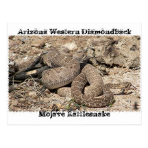 Snakes of Arizona Post Cards