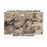 Snakes of Arizona Post Cards