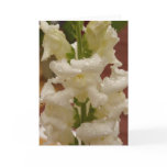 Snapdragon in the rain notecard