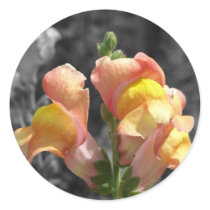Snapdragon
