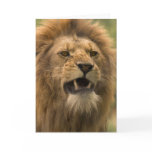 Snarling lion. Card by cARTerART