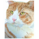 Snickers the Cat T-shirt