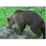 Sniffing Bear Photo Sculpture