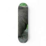 Sniffing Bear skateboards