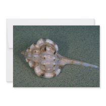 Snipe's bill murex (Haustellum naustellum) Shell Custom Announcement