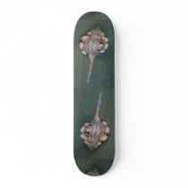 Snipe's bill murex (Haustellum naustellum) Shell Skateboard