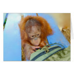 Snoopy Baby Orangutan cards