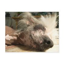 snooze post cards
