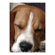 Snoozing Beagle Invitation