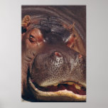 Snoozing Hippopotamus Portrait posters