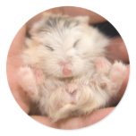 Snoozing little Pudding (sticker)