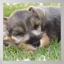 Snoozing Schnauzer Canvas Print