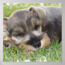 Snoozing Schnauzer Canvas Print