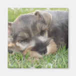 Snoozing Schnauzer Magnet