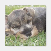 Snoozing Schnauzer Magnet