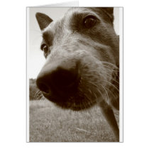 snout greeting cards