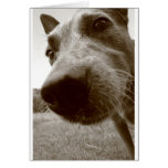 snout cards