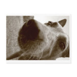snout postcards