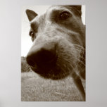 snout posters