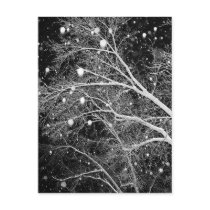 Snow Among Branches