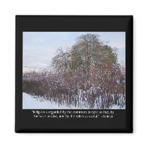 Snow, Bamboo and Trees with Seneca Quote Magnet