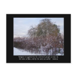 Snow, Bamboo and Trees with Seneca Quote Post Card