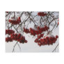 Snow Berries Postcards
