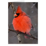 Snow Bird Greeting Cards