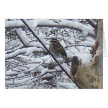 Snow Bird Note Cards