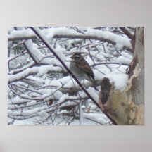 Snow Bird Poster Print