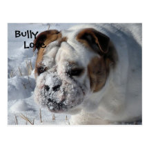 Snow Bully - English Bulldog Post Card