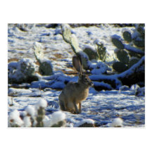 Snow Bunny Post Cards