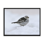 Snow Bunting Post Cards