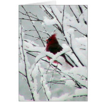 Snow Cardinal Card