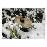 Snow Cat Bath Greeting Card