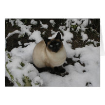 Snow Cat Greeting Cards
