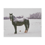 Snow covered Amish Draft Horse-Postcard