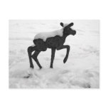 Snow Covered Baby Moose Post Card