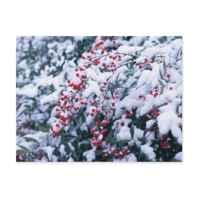 Snow Covered Holly Berries - Holiday Postcards