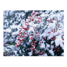 Snow Covered Holly Berries - Holiday Postcards