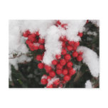 Snow Covered Holly Berry Postcard