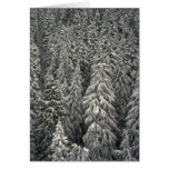Snow-covered pine trees greeting cards