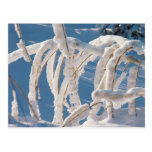 Snow Covered Twigs Post Card