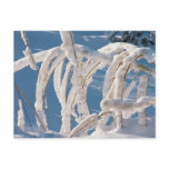 Snow Covered Twigs