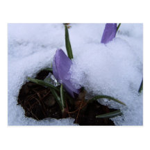 Snow Crocus ~ postcard