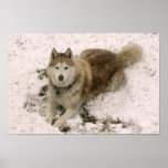 Snow Dog 2