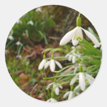 Snow Drops Sticker