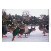 snow ducks card