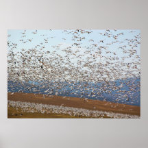Snow Geese Flocking Print
