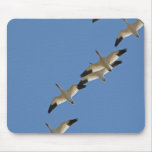 Snow Geese Flying South for the Winter Mouse Pads